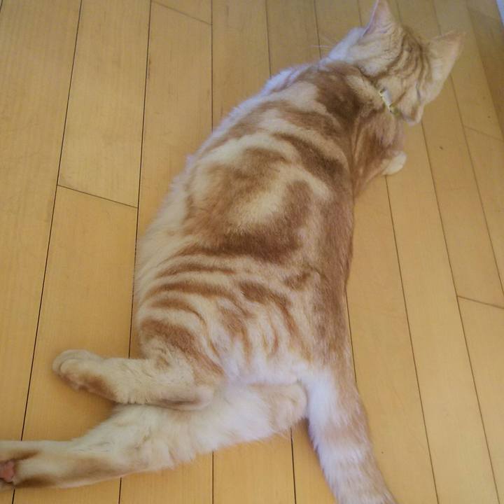 Aee93406 4acd 4d2f 9ce1 5c5d018c4597