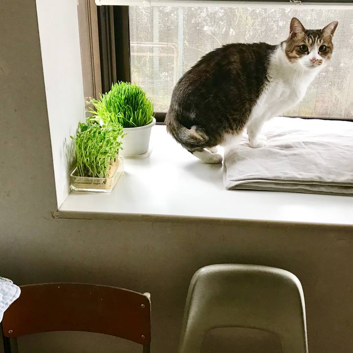 Aeefb293 dddb 4238 98cd c8e73de86f0d