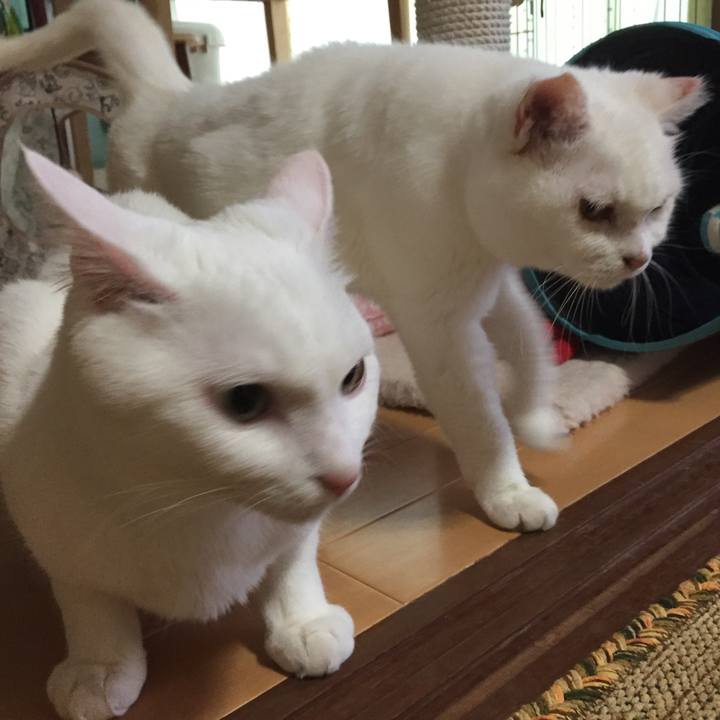 Aefae829 4036 4b95 b399 553959631ec4