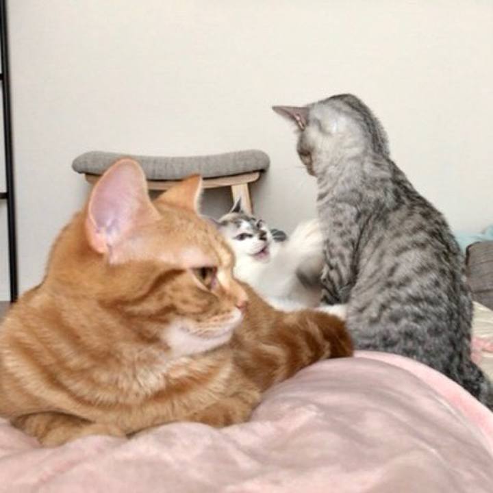 Aefcecb4 0496 4c76 b3ee 15d25dcbc6ad