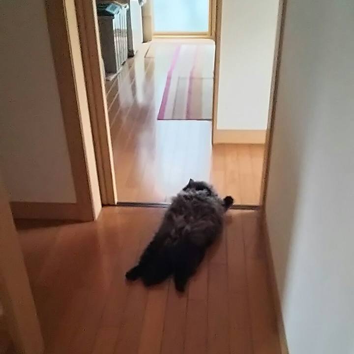 Aefd3738 2cce 4d98 acec 2cebe4702a28