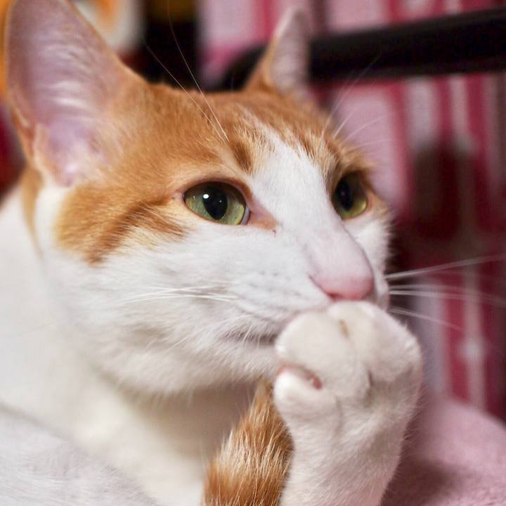 Aefe7e66 ac0a 4614 9959 02c12d01d430