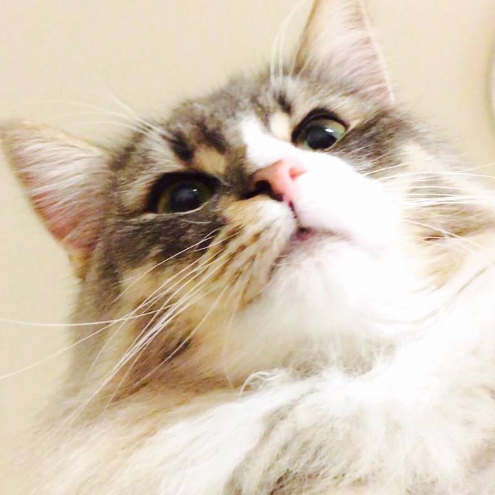 Af0a1414 ca64 486e 9736 2f380fb35597