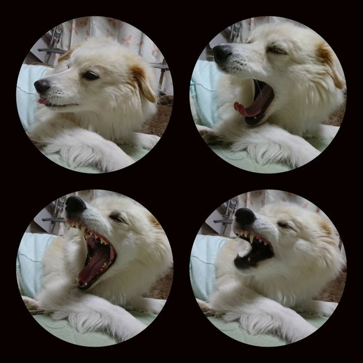 Af18c463 e18f 4467 a483 9df9789aa81a