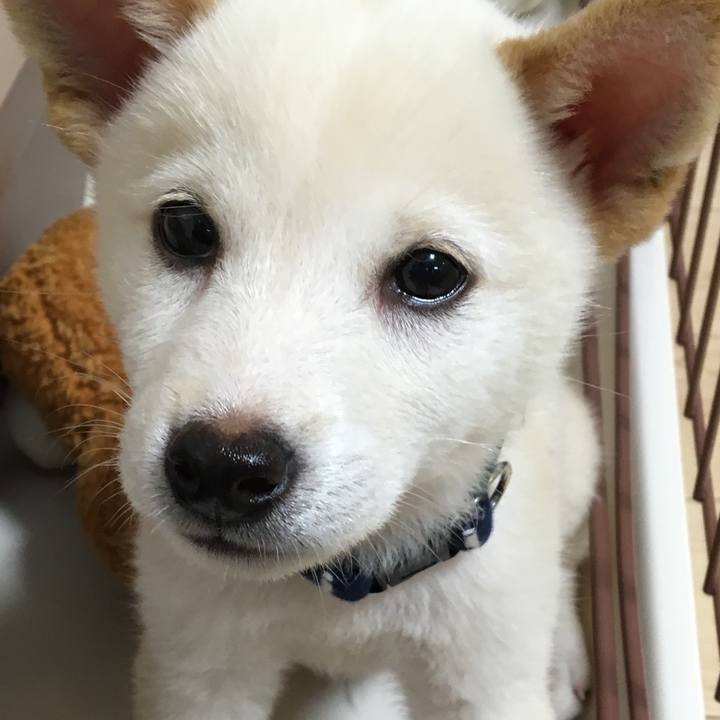 Af1c04ff 58d4 4fdf b57a fc3ce801269c