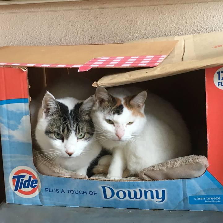 Af2f1ac4 25a4 4ec5 ab63 305b995dd0d4