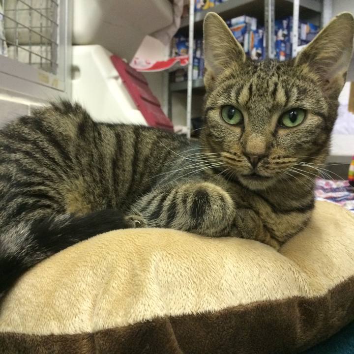 Af3a4d91 dad9 45d2 ba96 7ca10963f966