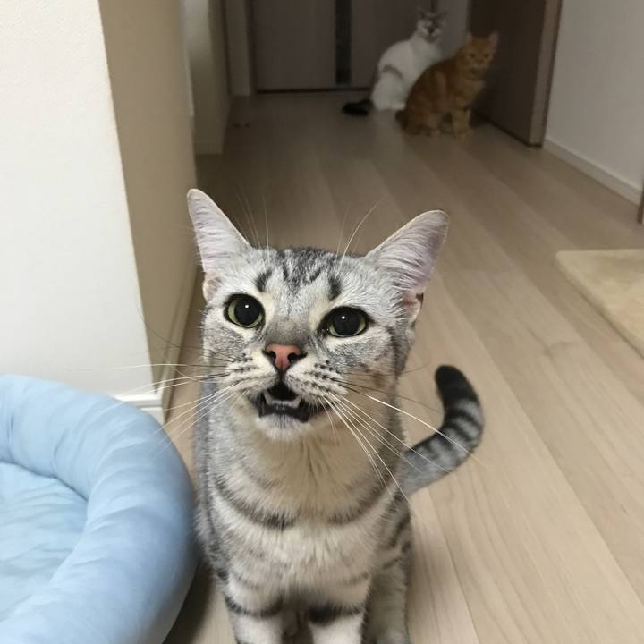 Af4b9f30 21fe 4c6d bdb5 747fa0146120