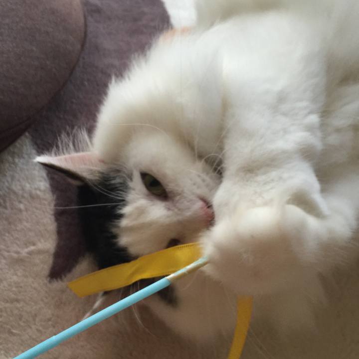 Af5814eb 75a0 4a10 9661 ed93321621bd