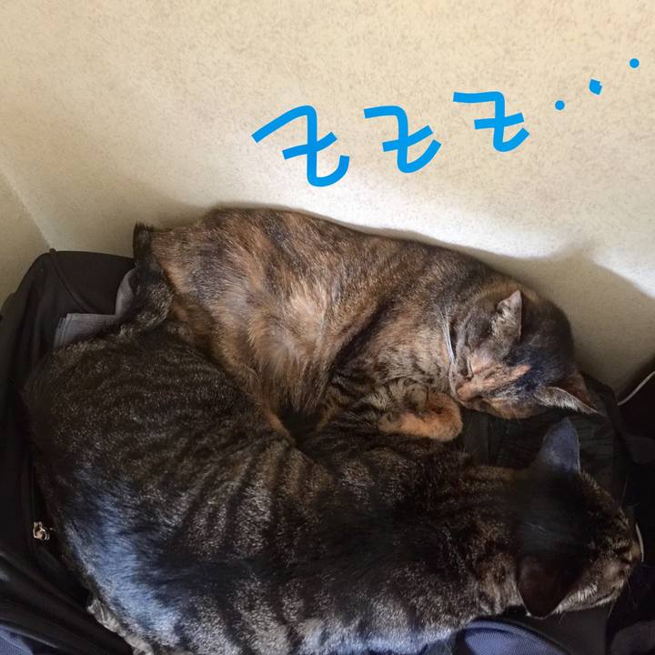 Af5f8486 5d38 4667 bced 71e13066bb68