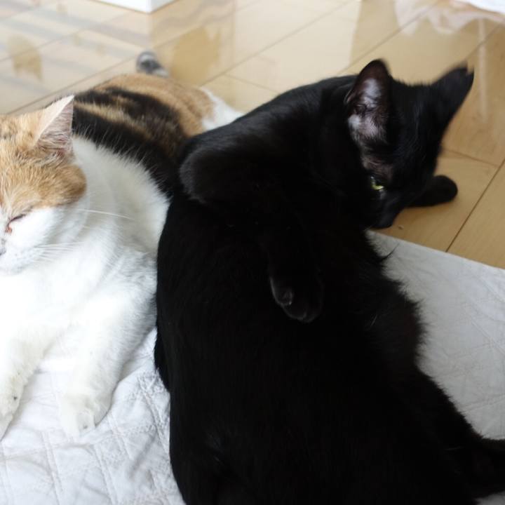 Af67fcee d691 4e1c ae11 0c85d1f5988a