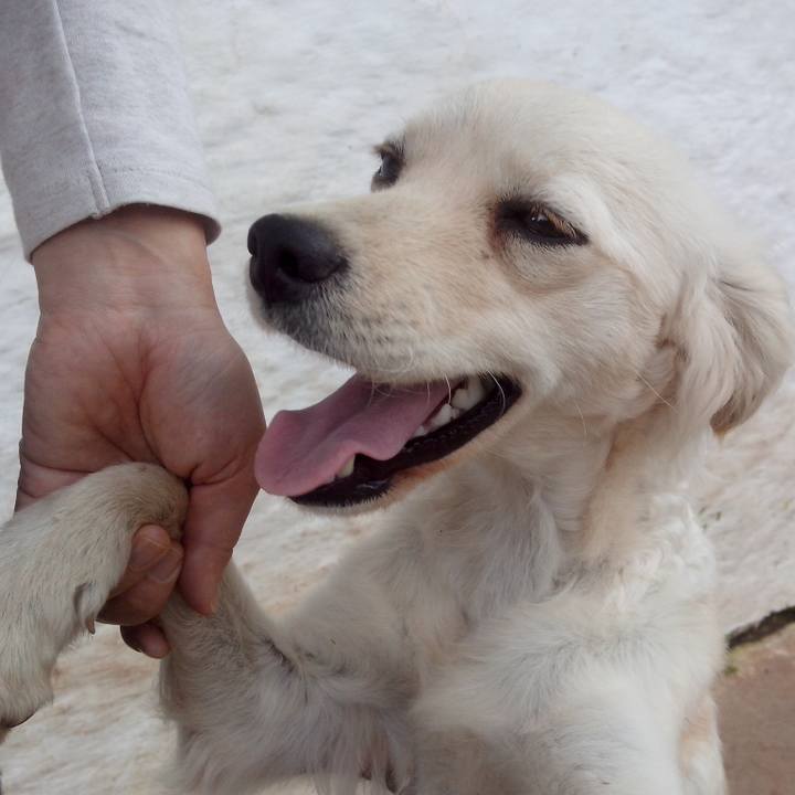 Af6de2c4 9e98 463b a456 e84d5b40da82