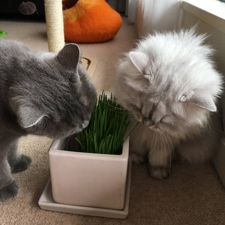 Af81e2b1 d5cf 4d15 adb9 af80a95f57a7