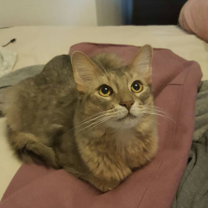 Af8cde9d dceb 440b b7a2 2679f1fb8398