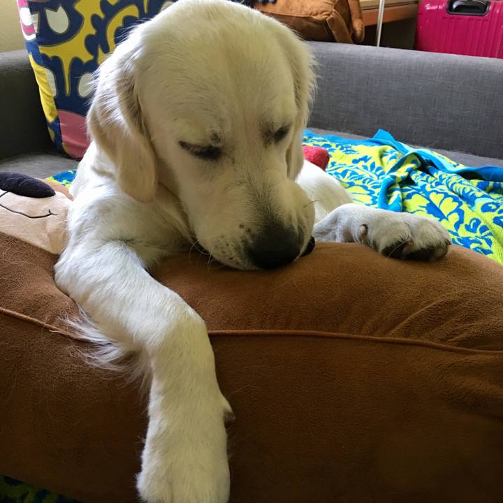 Af8ec25a c72b 4dcf 872b 95955ad1919e