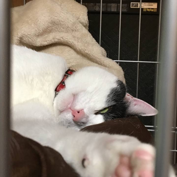 Afa1fd0b ccf8 46de 96cb 2320e1f4fd2d