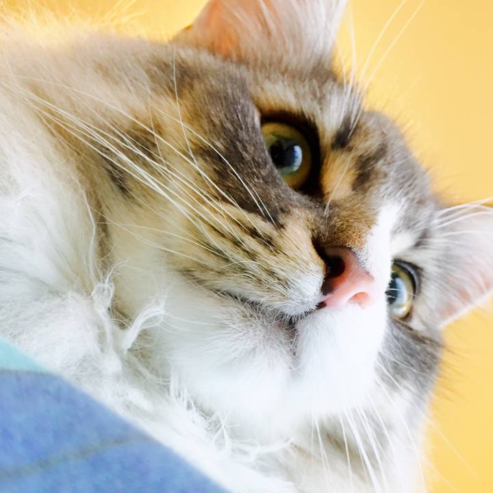 Afa2667e 27dc 40b5 b608 d7c6ef5ee5f0