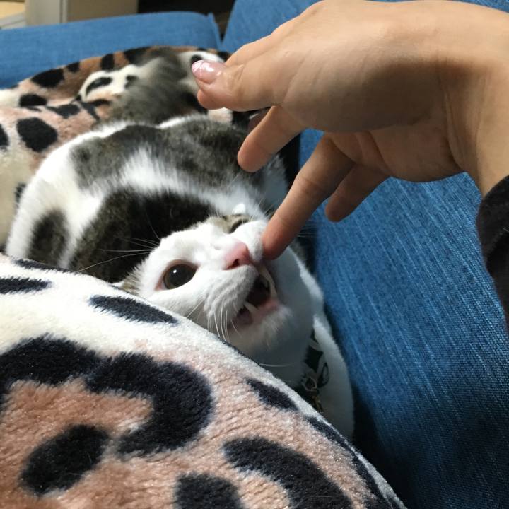 Afa5650e dba0 4a2d 8d19 f9a02e615d2a