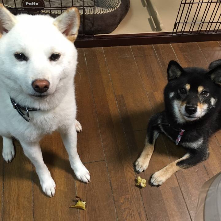 Aface6ad e0bb 4069 bbba 0c00fa949afc