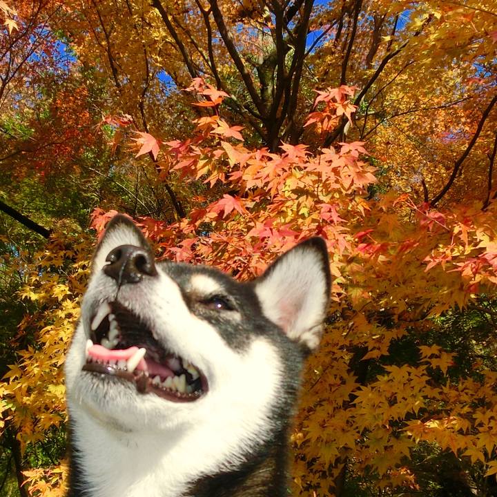 Afadf928 e805 4684 8752 89b0534222b9