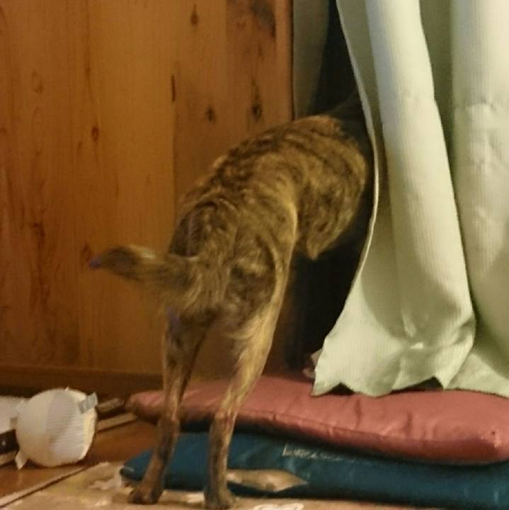 Afaef77c 8dde 4ef9 b773 44d1753dbae0