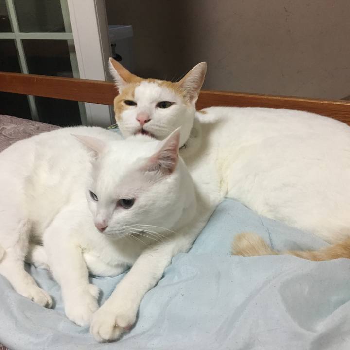 Afb595fc 1378 450b 856c 7150fecfbb3d