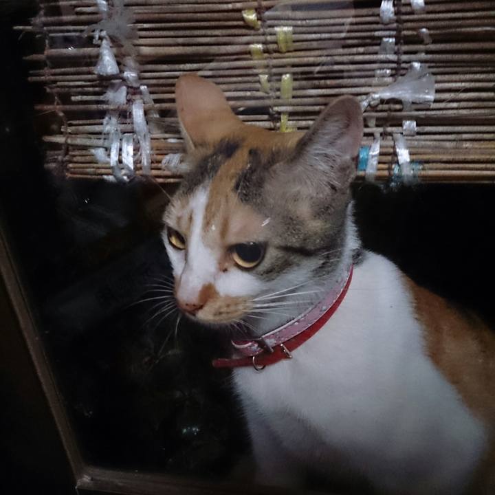 Afb7a121 7a0c 42ff 8a07 efd7a6b51878