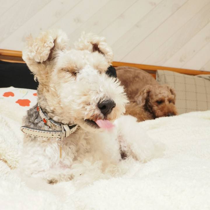 Afba297e a107 4db7 9d0d 4698449988ad