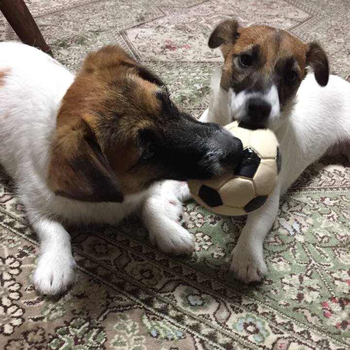 Afc34183 b929 4fc8 904c 8a9674256062