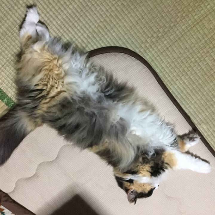 Afd6903b d11a 4deb 8431 f2a15232fc21