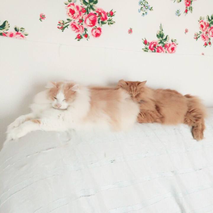 Afdaaa58 cbad 4d4e a0ab d63374a52d86