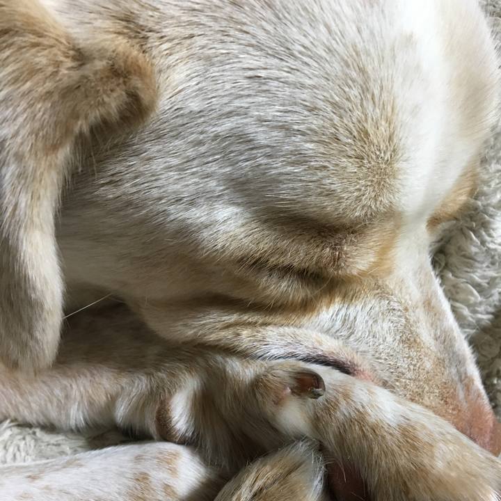 Afdc38f8 c114 48a3 b42c 015dbf3b77fe