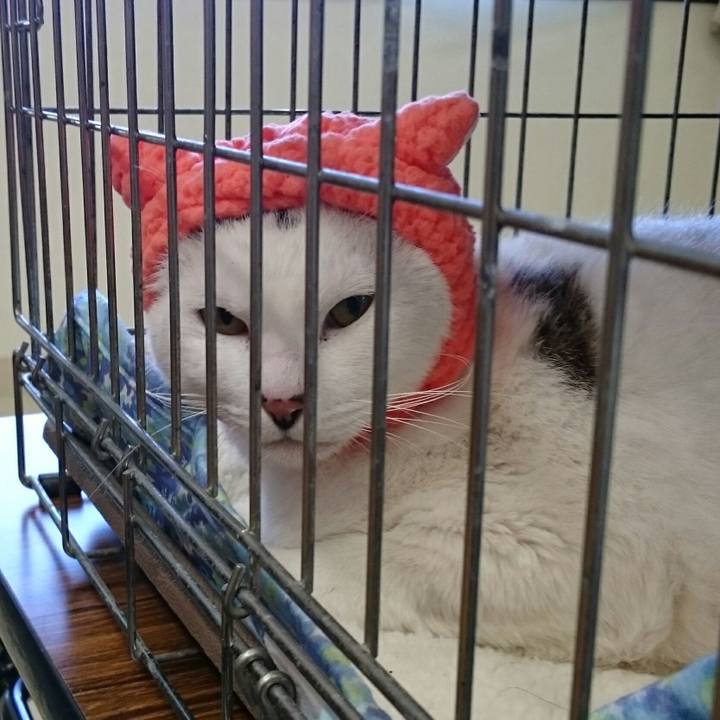 Afdc523a 2c10 493e 9934 6e8249a8e76a