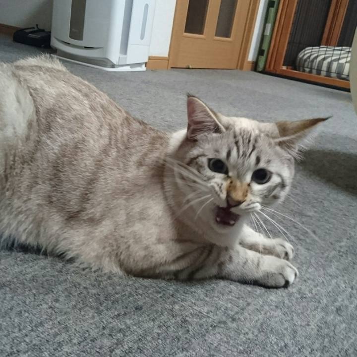 Afdf27f2 72cf 4159 b286 675646519525