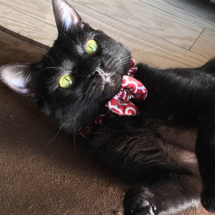 Afe7e2d6 fdaa 4618 88ee b458abbaf608