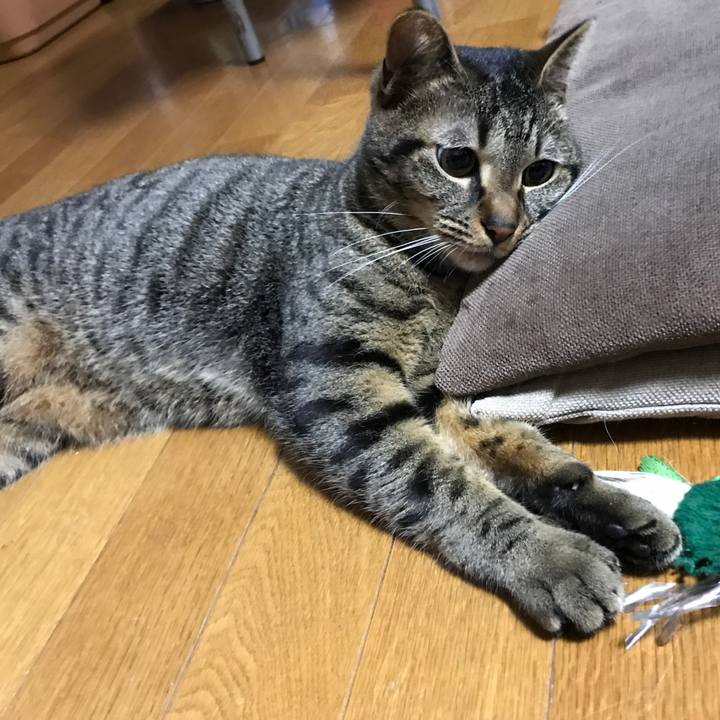 Afeb091d a55b 45e5 8c33 79d363090ec4