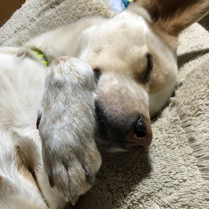 Afeca463 0194 48bd b001 aa25f6453cd0