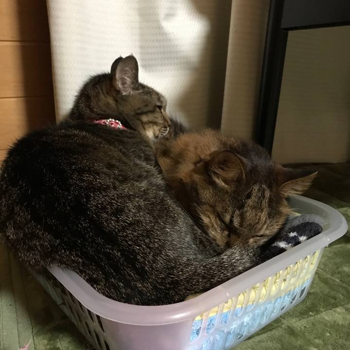 Aff91fd1 96ff 4cb2 b7f7 40f195b4f45b