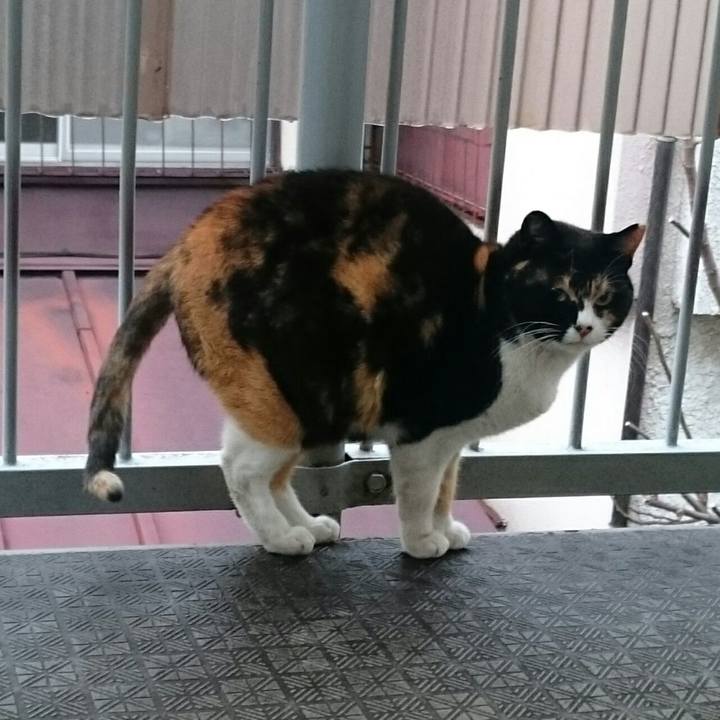 B00c63ba 72a9 4dac b0c0 c21628c7026e