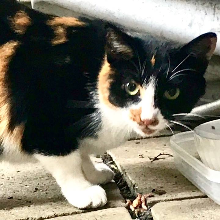 B00da816 c65b 407c 9b5d 0c6246002338