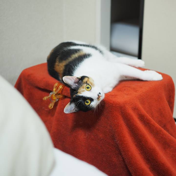 B025dc34 cc7b 4a84 9b7e 57a6a9c5f711