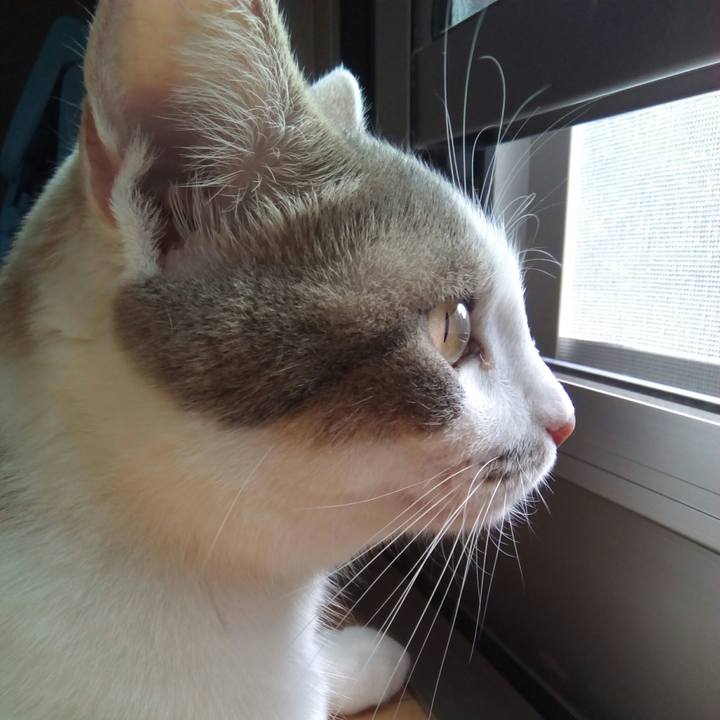 B03ae68c 22d8 454b a91b b1aa488481ee