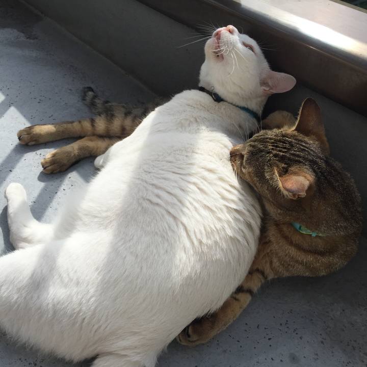 B051acc9 ea78 4751 8aa0 dbbb0b445da0