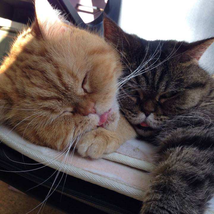 B0817c56 4c2e 4f91 b411 ec320e379a0d