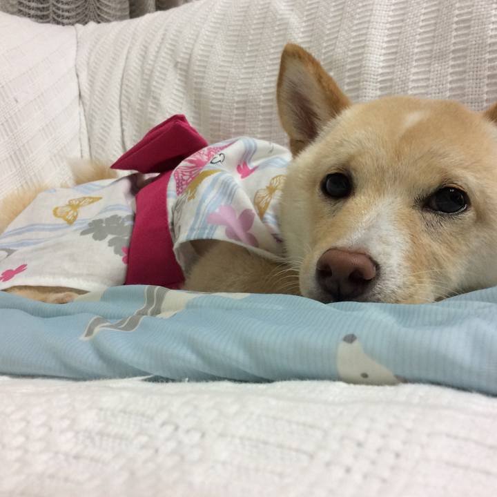 B0a08734 fa27 48bb 8eda c37b59a5184a