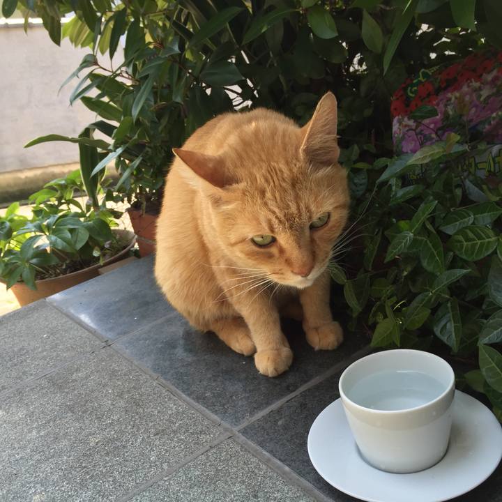 B0ab0c9f f2e0 4525 846f 9660f1833bde