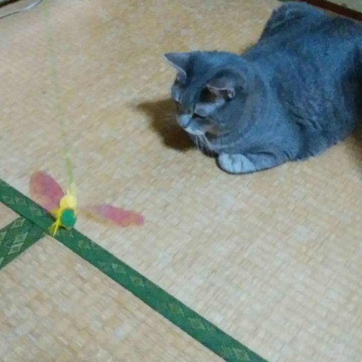 B0ae7cab fe8d 4a6c 9961 a9d30983d1a6