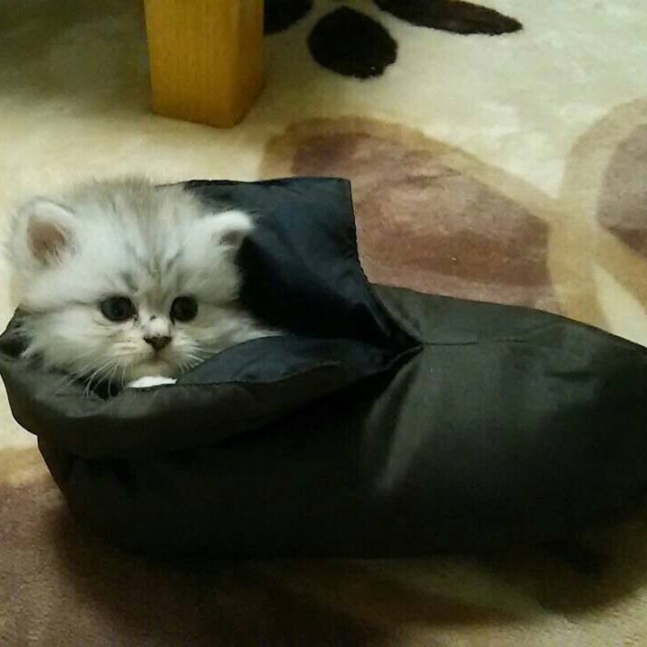 B0b4340b c1f8 4517 b4b1 1a4a266595db