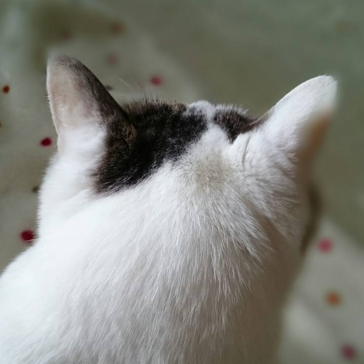 B0b60f2a 30f2 4d93 a0ba ed06a7298da5