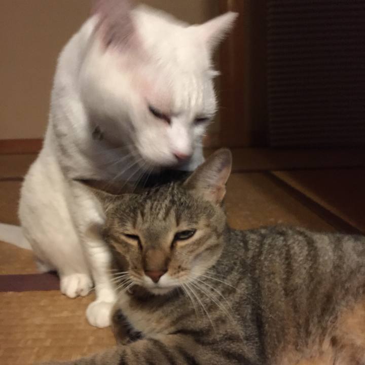 B0bbf4a1 94a2 4cc1 ab22 e2bf114ac4af